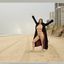 Bib boobed babe showing her body on the beach