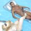 BBC fetish porn featuring the best white girls