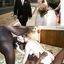 Hot interracial cuckolding compilation with white wives