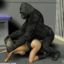 Gorilla uses its giant cock to fuck a MILF in 3D porn