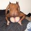 Interracial sex gallery porn with BBC loving white babes