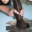 Big black cock porn with captions and white wives