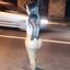 Ebony/latinas bimbo hotwifes and girls with a big ass
