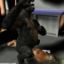 Gorilla uses its giant cock to fuck a MILF in 3D porn