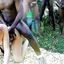 Interracial gangbang porn featuring horny white women