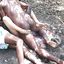 Hot interracial cuckolding compilation with white wives