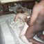 Cuckolding pictures featuring white wives and BBC