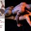 Gay sex encouragement captions with hot babes