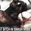 Interracial porn featuring hot babes that love BBC