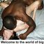 Best interracial breeding and cuckolding captions